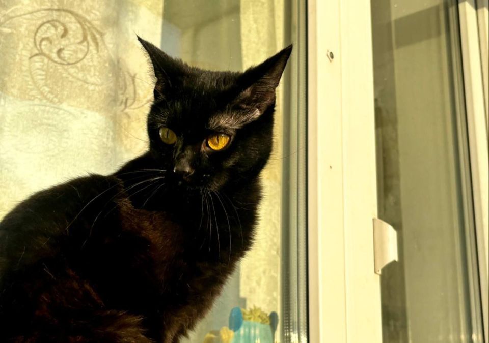 ����� ���������� ����� ������ � ��������� ����� �����������