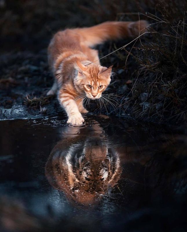 ������ ����, ��������� ������������� �����!