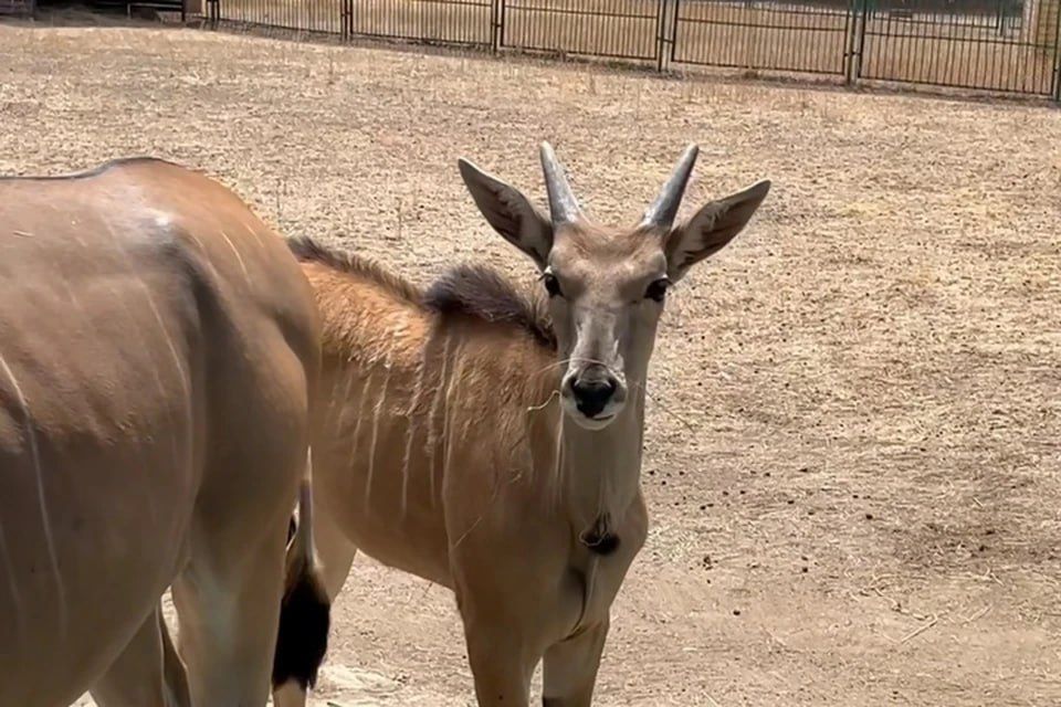 ������ �� 10 ��� �������: �������� ����� � ����������� ��������-���� ������ ������ ������