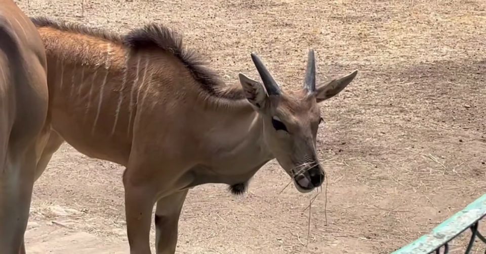 �������� ������ �������� �������� ����������� � ����������� ����������