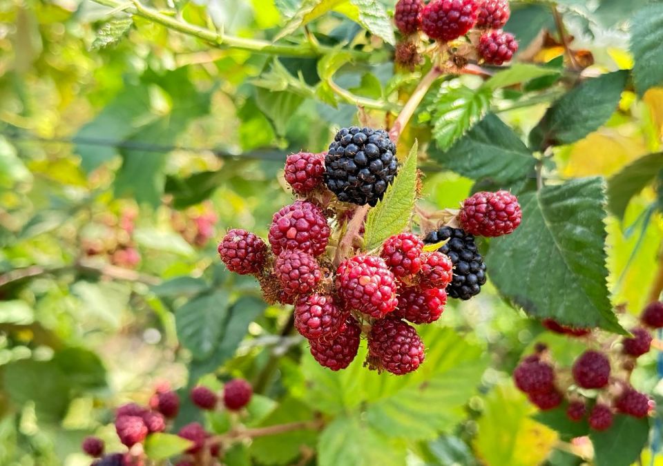 ������� �� ���������� ������� ���������� ������� ������, ���������� � ����������