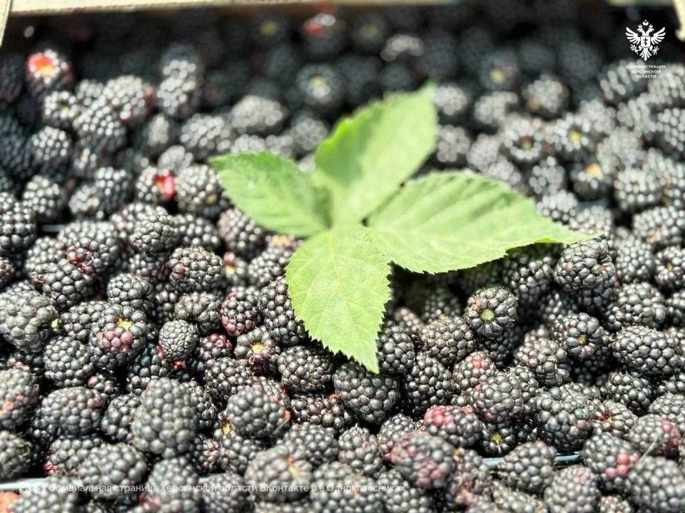 � ��������������� ������ ��������� ������ ������� �� 8 ���� � �������