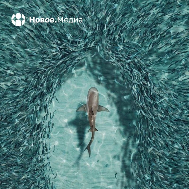 ���� �� �������: ��� ��� ������������ ����������� ����� �� ������ ������������ �������? �������� ���������� ������ � �����.����� � ����������