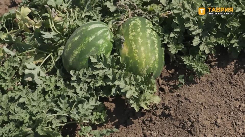 ���� ���������� ������� � ���� � � ��������� "������� � ����������"