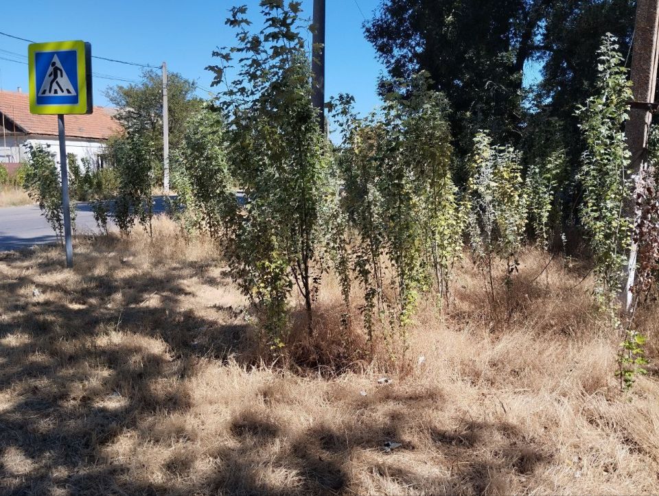 ��������� �����: ��������������� ���������: �������� ������ ����������� ��� �����������