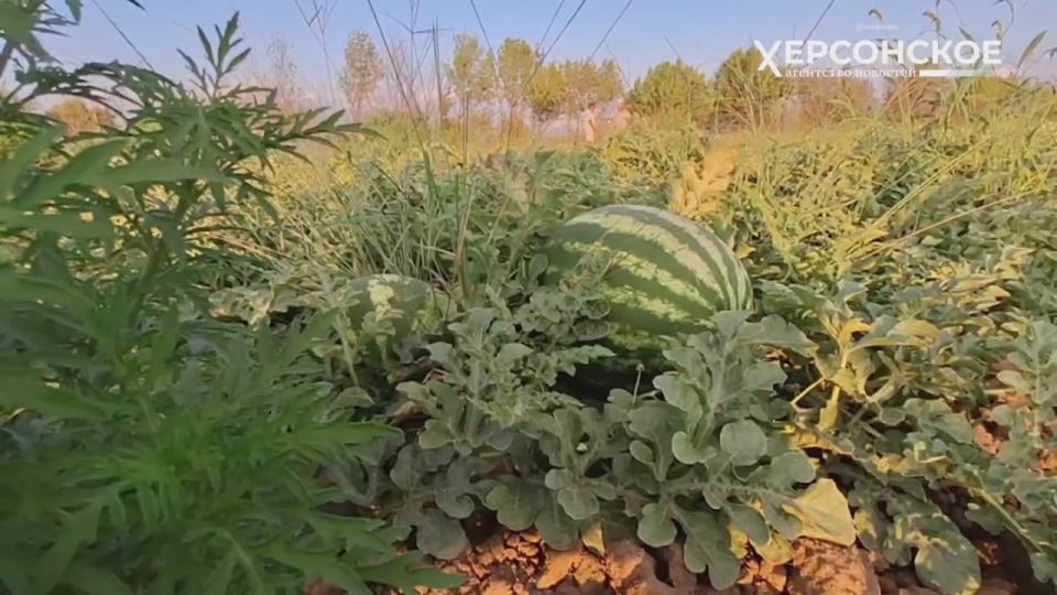 ������ �� ���������: ��� � � ��� ���� ������ � ���������� �������