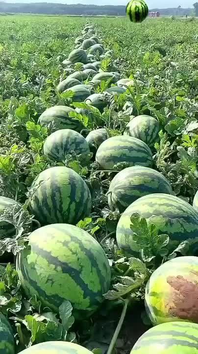 ������ ������ ������ ����� ������� ���� ���� � ����� �����