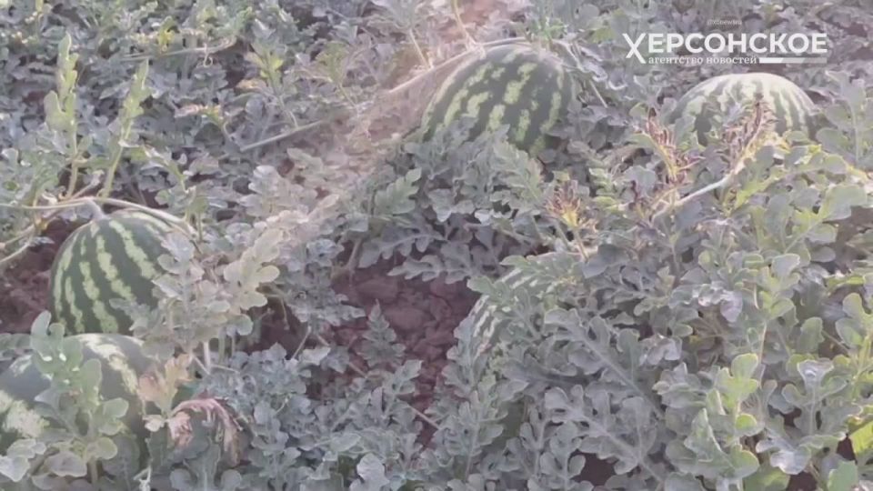 ������, ���������� � �������