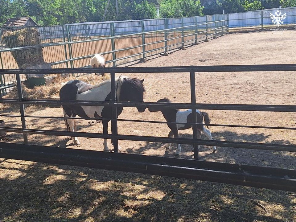 � ��������-���� ������� �������� ������������ ����