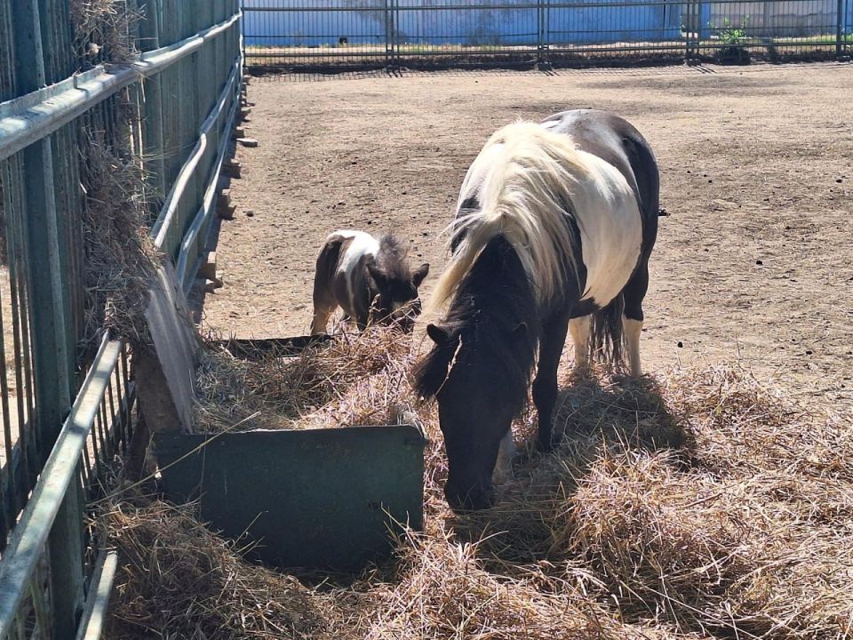 � ���������� ����������� "�������-����" �������� �� ���� ����������� ����