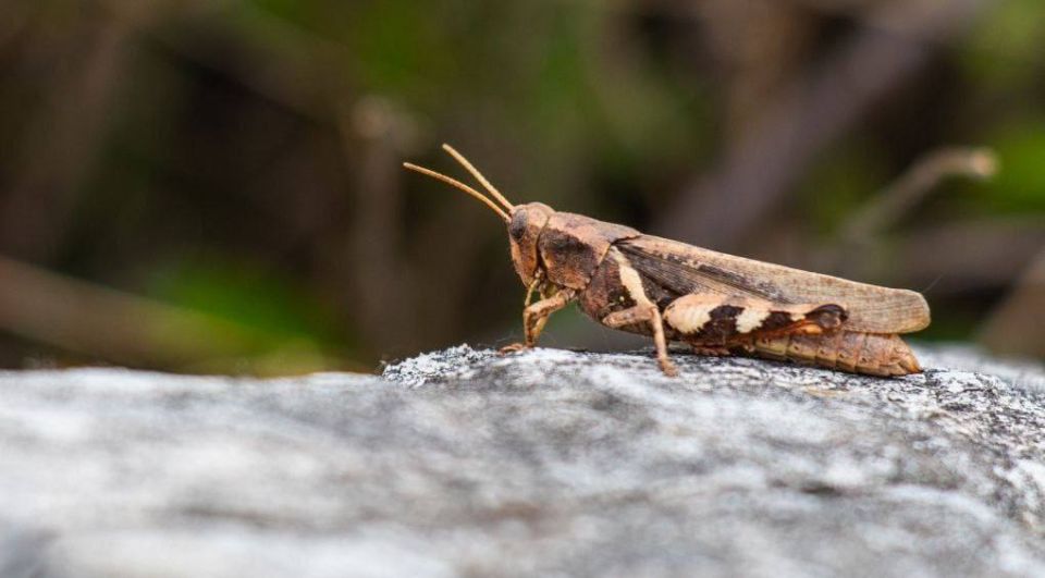 ������� ���������� ���� ����������� �� ������� - �� ������� �����-����������� �������