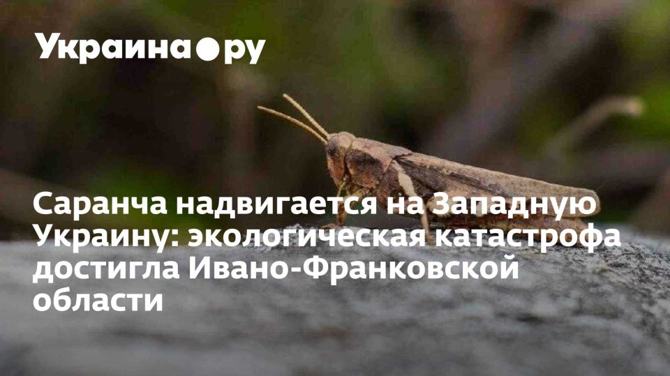 ������� ����������� �� �������� �������: ������������� ���������� �������� �����-����������� �������