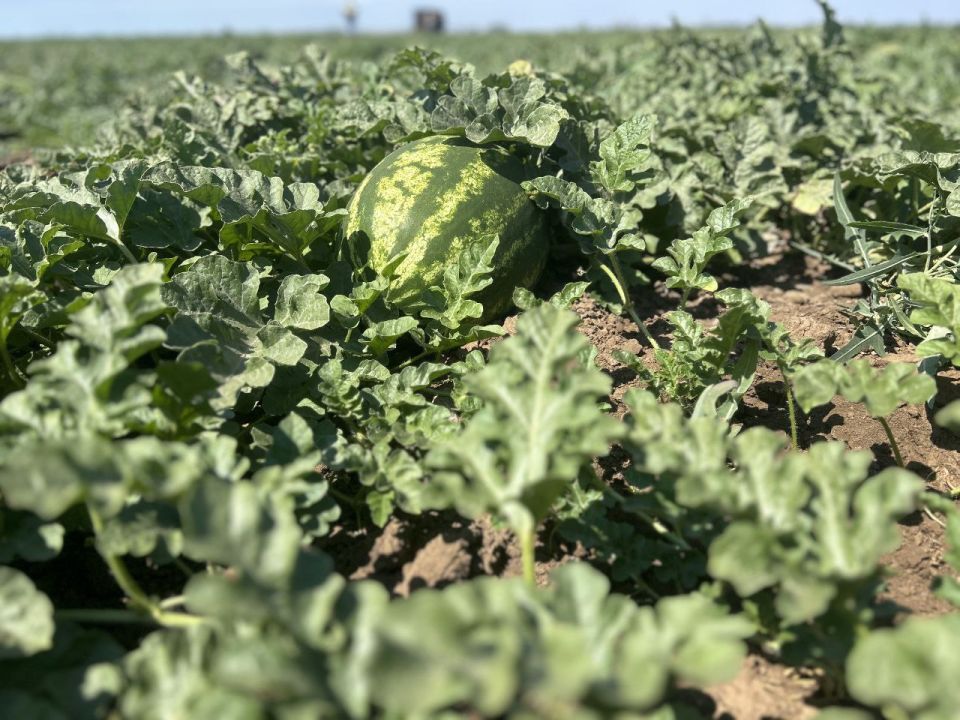 �������� ������: ���������� ������ � ������� � ����������