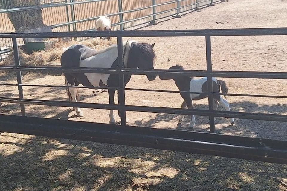 В «Аскании-Нова» у шетлендского пони родился жеребенок