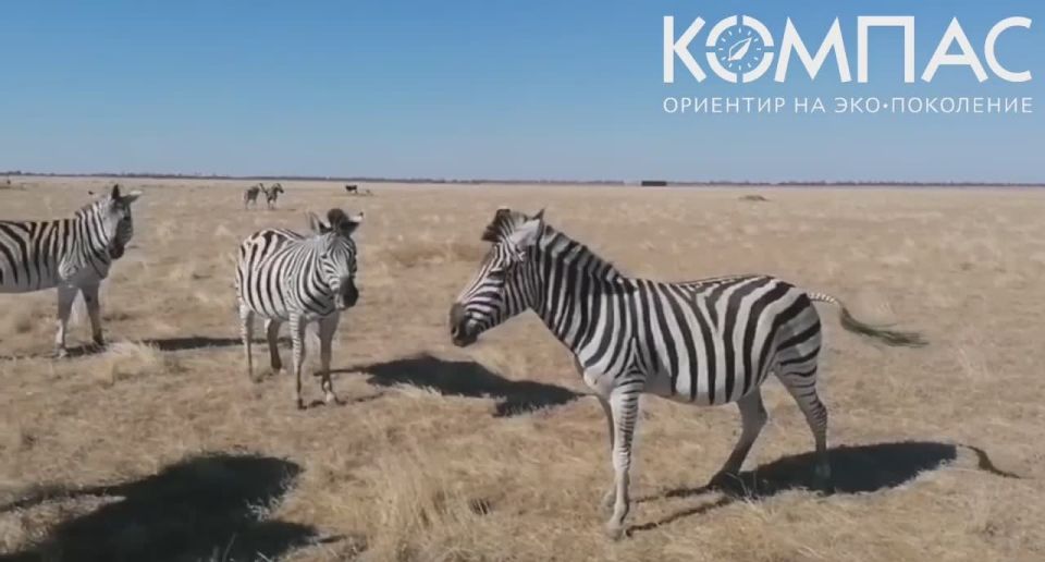 "�������-����" �������� ���������: ���� "������" ������� �������� �� ����� ��� ��������