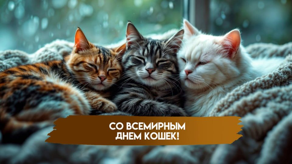 8 августа – Всемирный День Кошек! Чествуем наших пушистых соседей по планете!