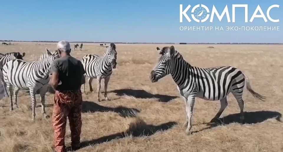 � ����������� ��������-���� ����������