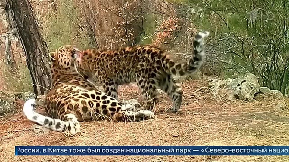 ������ ����� ������������ � ����������� �������� �������������� ����� �������