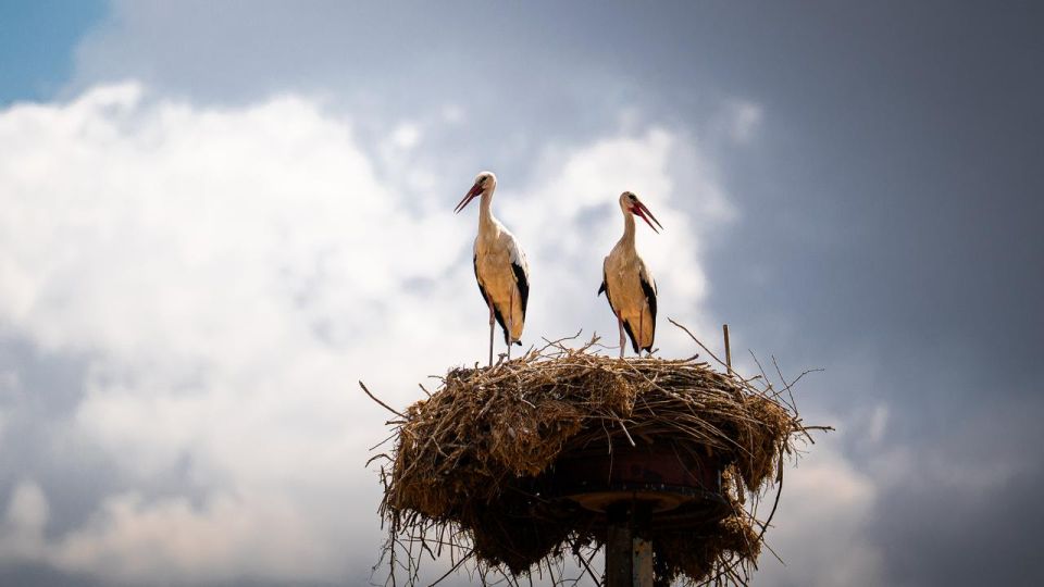 �������� ������: ���������� ������� � ����, ��� ������� ����� ���� ������