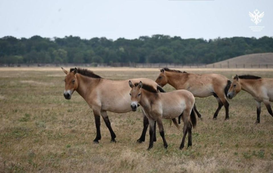 ���������� ������� �������� ����� �� ���������� ������� �������������