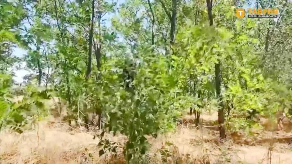 ��������� FPV-������ ���������� ������� � ������ �������� ���