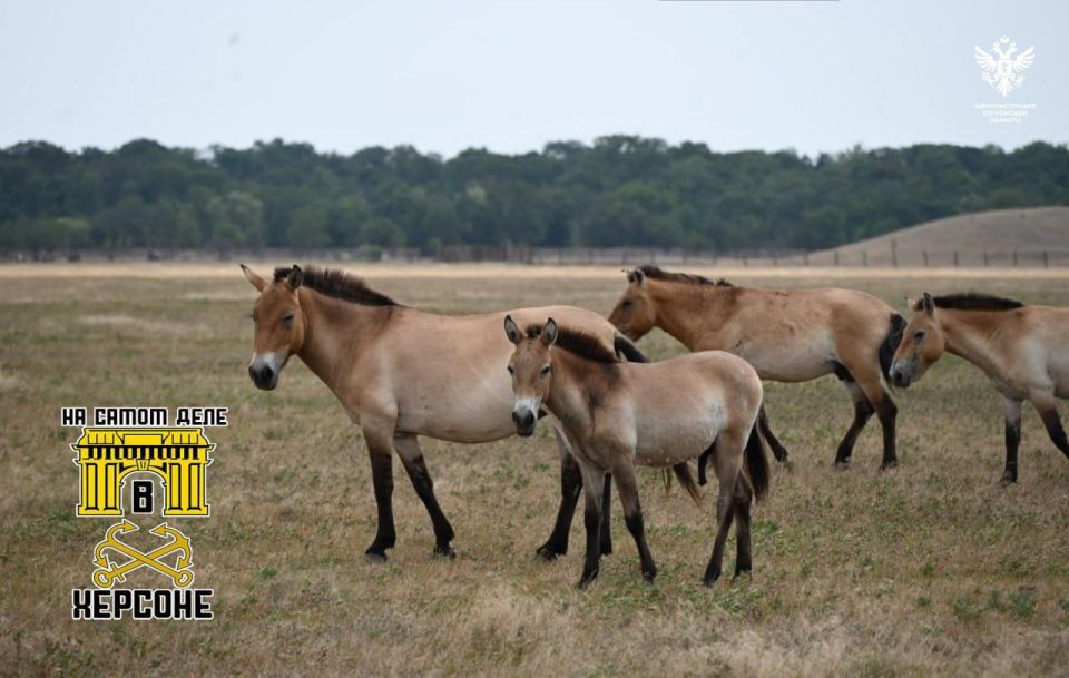 ���������� ������� �������� ����� �� �������������� ��������� ������� ������������� ����������� �����