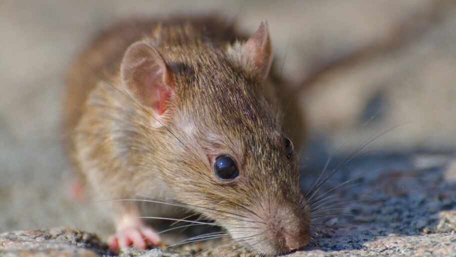 � ���������� ������ ������ ������������ ���� �� ��������� � ����