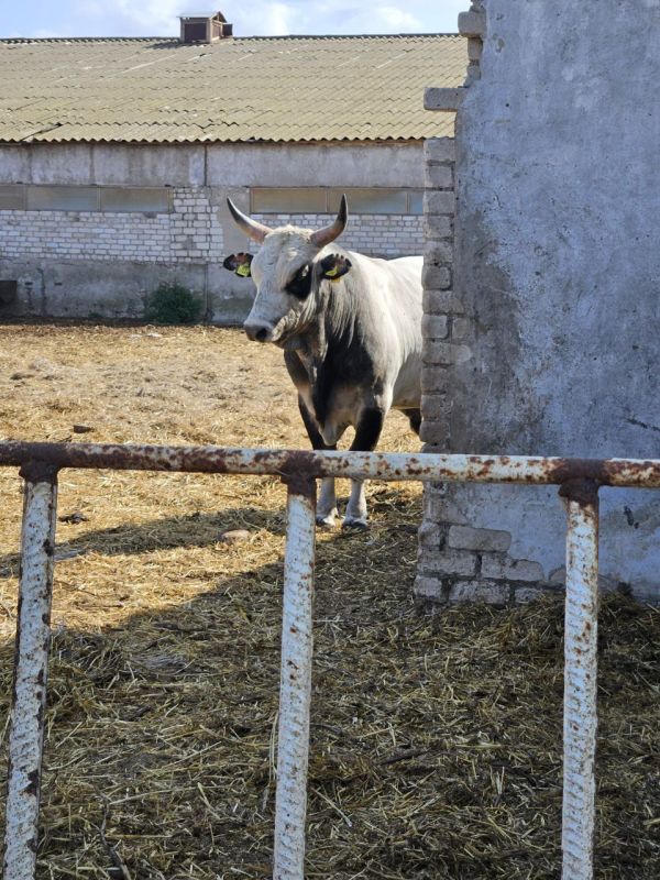 �������� ������: ����� ���������� � ������ �������� ��������