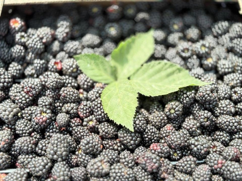 ����� 1,5 ����� �������� ��������� ������� ������� �������-������� ������� � ���������� �������