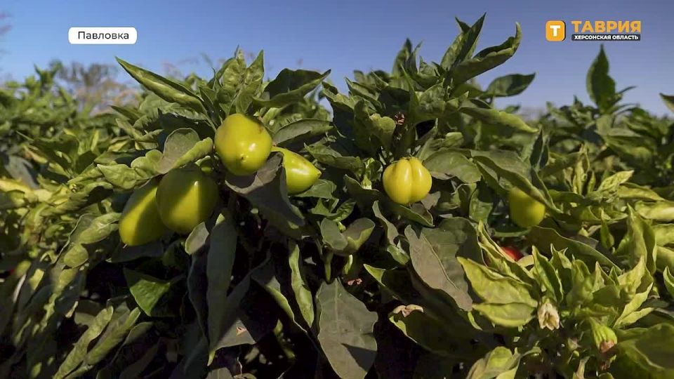 � ���������� ������� ���� ������ ����������� ����� ������ "�����" � "�����"