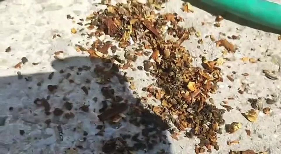 ����������� �� ���������-�������� ������� ����������� �������� ������ ������� ����