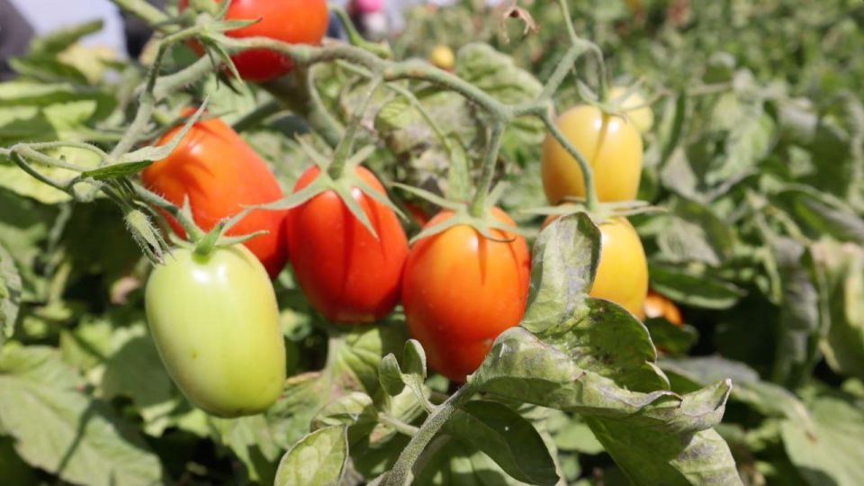 ������ ����� ���� ������� ������� �� ���������� � 2025 ����