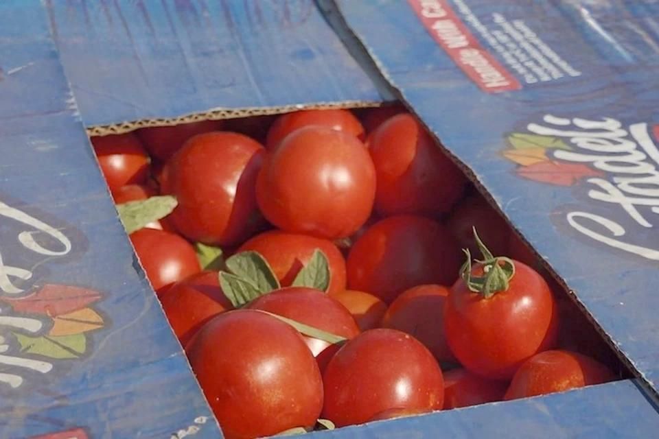 ������ ����� ���� ��������� ��������� ������� � ���������� ������� � 2025 ����