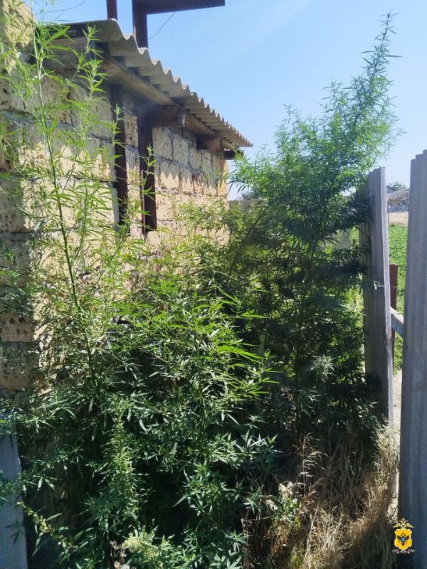 Полицейские уничтожили очаги дикорастущей конопли в трех округах Херсонской области