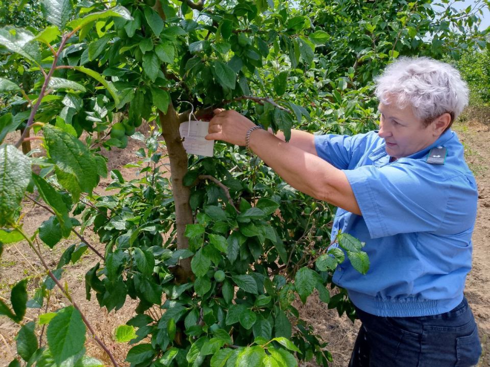 Специалисты Россельхознадзора обследовали на наличие карантинных объектов более 1,5 млн га территории Херсонской области