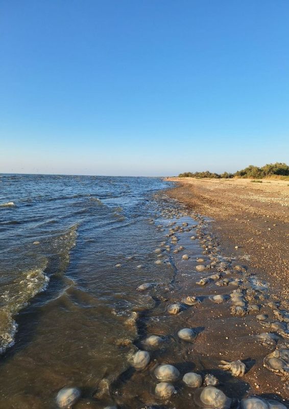 ����� ������������� ���� ������ �� ����������� ����������� ����� � �������� ����