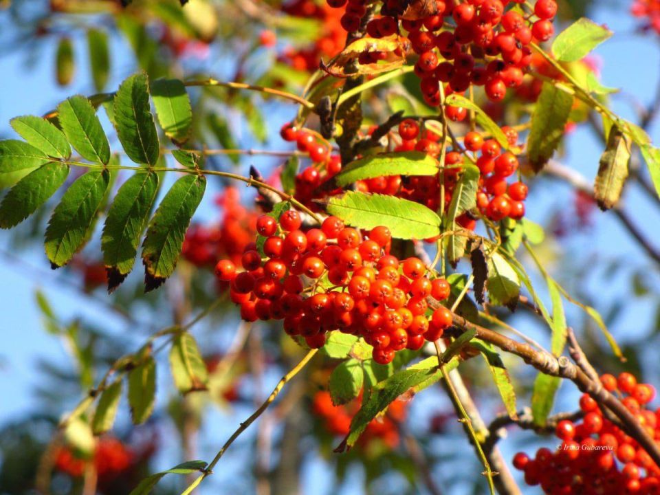 ����, ����� ����� ������ �����