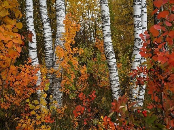 ����� ������