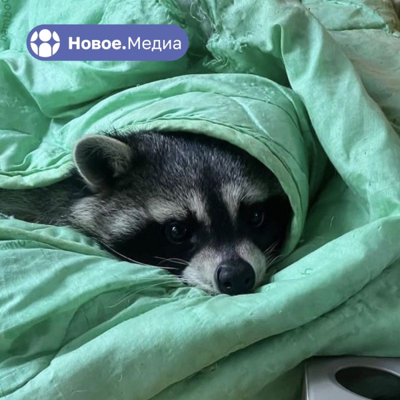 ���� �� �������: ������������� ���. ����� ���������� ������ �� �����.����� � ����������