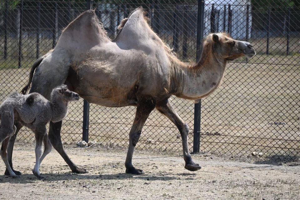 ������ � ���������� ������ �������� � "�������-����"