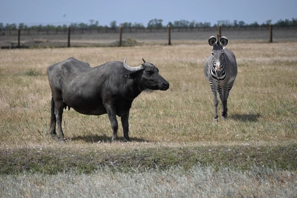 ����� ��������� ������� ������: ���������� ��������� � �������-����