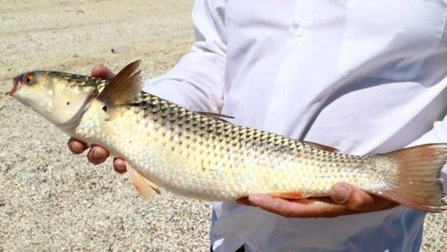 ������: � ���������� ������� ����� ������������ ������ ��������