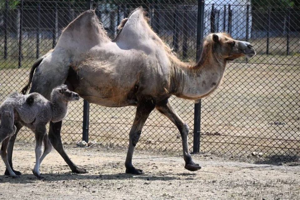 ����������� �� �����������: � �������-���� ���������� � ����� ������������ ���������