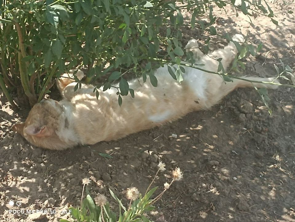 ���� ������� ����, �������� ���, ��������� ����������