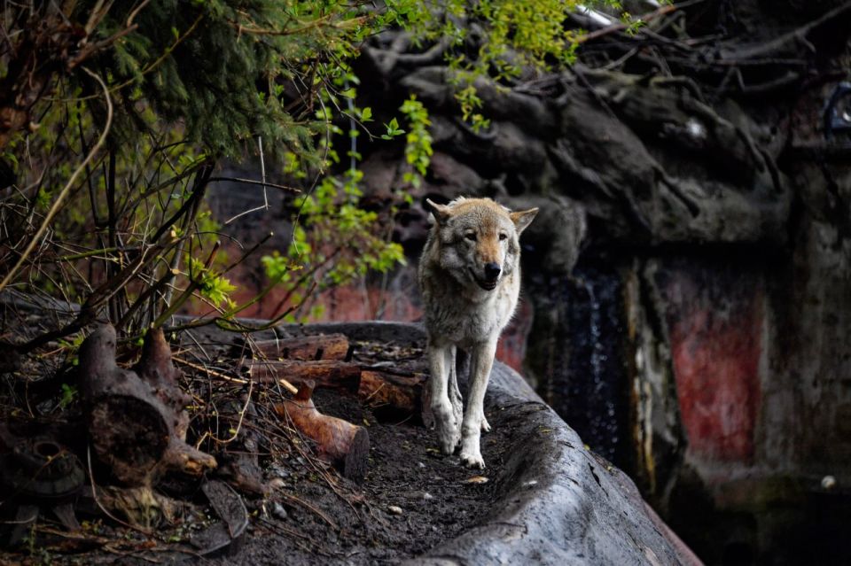 В Херсонской области жителей предупредили об увеличении активности волков