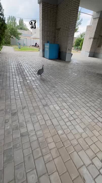 ���ʻ. #artem_kherson23 #�������������