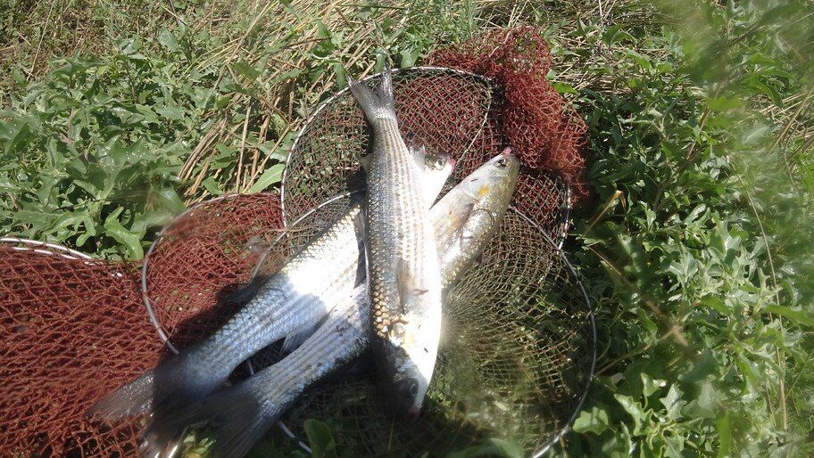 ��������, ������ ������. � ���������� ������� ������� �����������