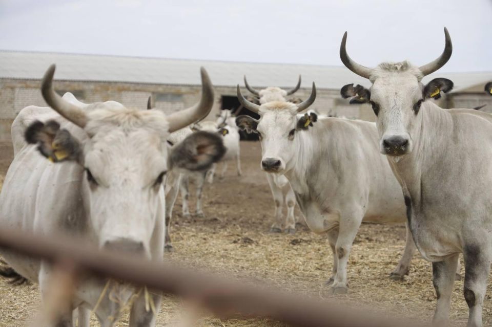 � ���������� ������� ������ ������������ ���������������� ���������