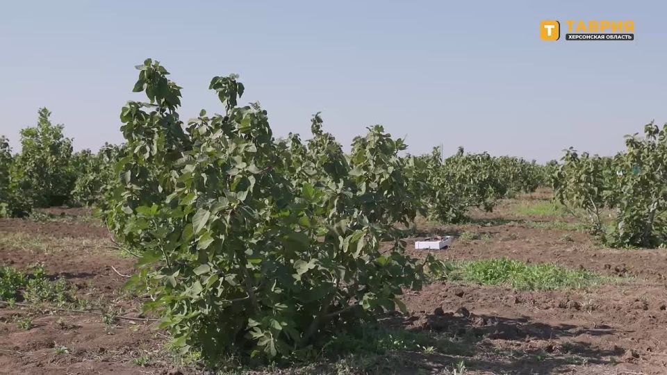 Около 600 кг инжира ежедневно собирают на сельхозпредприятии в Чаплинском округе