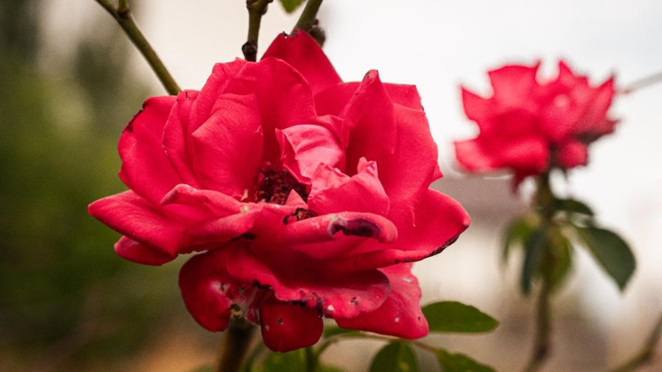 �������� ������: ���� ����� ������ � ����� ������ � � � ����, � ��� ����� � ������� �������� ���������������